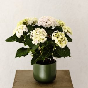 Potihortensia