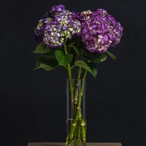 Hortensia