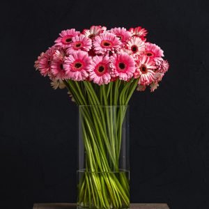 Gerbera
